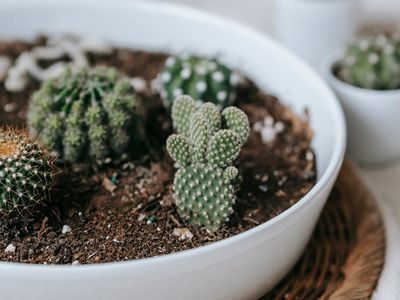 A green plant in a ceramic pot next to a mat